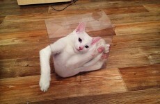 11 animals that need to stop what they're doing right now