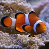 Fish with protective parents (like Nemo) are more likely to evolve into new species