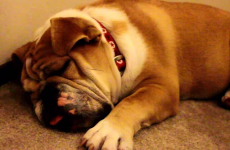 This snoozing Bulldog has had a rougher Monday than you