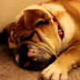 This snoozing Bulldog has had a rougher Monday than you
