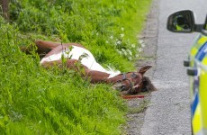 Horse attached to sulky dies after smashing into oncoming vehicle