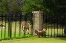 Excited dog and deer have a ball racing each other