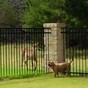 Excited dog and deer have a ball racing each other