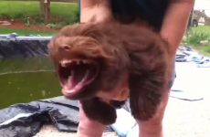Dog Vs Leaf Blower is the best one-minute video you'll see today