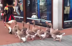 Oh nothing, just a geese marching band being absolutely adorable