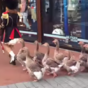 Oh nothing, just a geese marching band being absolutely adorable