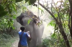 Tourist with nerves of steel stops charging elephant in its tracks