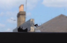 Bumblebee comes to the rescue of another bee caught in a spider's web