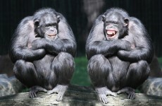 Herpes infected humans before we had even evolved into humans