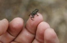 How does the toad cross the road? With help from a detour of a major street