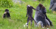 There's a new kind of monkey at Dublin Zoo, and they look awesome