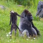 There's a new kind of monkey at Dublin Zoo, and they look awesome