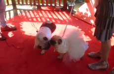 This adorable little pug wedding is just TOO MUCH
