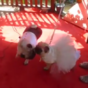 This adorable little pug wedding is just TOO MUCH