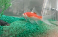 A goldfish named Lionel is predicting the World Cup for TV3