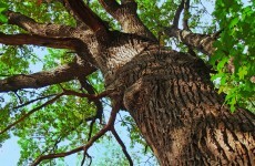 People warned that tall trees may cause 'distress' to neighbours
