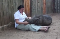 Orphaned baby rhino refuses to sleep alone and will break your heart