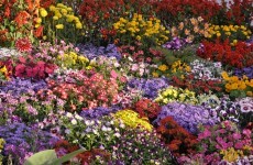 'Plane crash' that caused emergency alert turns out to be... a flowerbed