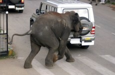 Elephants rampage through Indian city, killing at least one