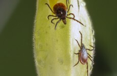 'I was treated disgracefully': Fears over possible widespread misdiagnosis of Lyme disease