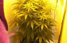 Over €1mn of cannabis seized by gardaí in two Wicklow raids