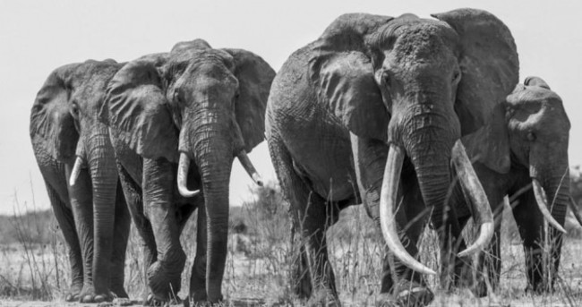 Kenya's largest elephant has been killed by poachers