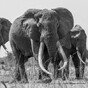 Kenya's largest elephant has been killed by poachers