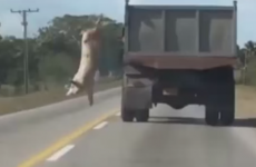 Hero pig makes amazing leap to freedom from slaughterhouse truck