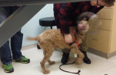 Dog who went blind reacts to seeing family for first time after eye surgery