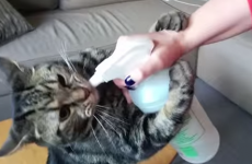 You'll never love anything as much as this cat loves his water bottle