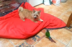 Adorable Irish pup and parrot argue over valuable blanket space