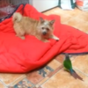 Adorable Irish pup and parrot argue over valuable blanket space