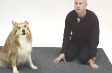 How do dogs react to human barking?