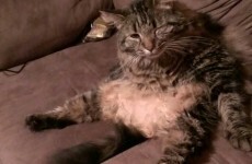 19 pets who just want to be like their humans