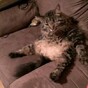 19 pets who just want to be like their humans
