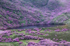 Couple in their 50s rescued from rhododendron forest in Tipperary