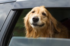 ISPCA warns that 'dogs die in hot cars' and leaving the window open isn't enough