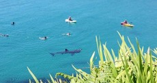 Lunchtime bathers in Cork today got a visit from massive basking shark