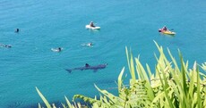 Lunchtime bathers in Cork today got a visit from massive basking shark