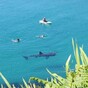 Lunchtime bathers in Cork today got a visit from massive basking shark