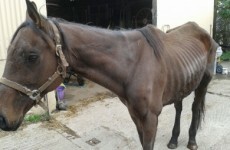 Horses that may have entered the food chain are now being abandoned and dying - ISPCA