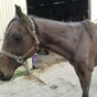 Horses that may have entered the food chain are now being abandoned and dying - ISPCA