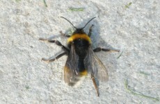 Rare bumblebee rediscovered in Ireland after 88 years