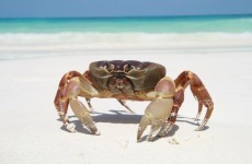 Hard of herring? Not us, say crabs