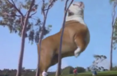 Jurassic Park... with a majestic bulldog
