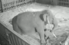 Itchy elephant at Dublin Zoo grabs a stick to scratch behind her ear