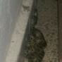 Cian Healy fought a snake in his holiday chalet... it's The Dredge