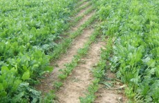 Less dangerous E. coli strain found in Dutch beet sprouts