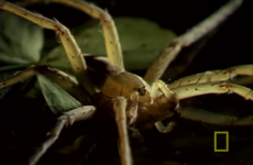 Fish-eating spiders exist, and here is horrifying proof