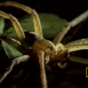 Fish-eating spiders exist, and here is horrifying proof